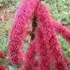 Thumbnail #1 of Acalypha hispida by Dinu