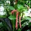 Thumbnail #4 of Acalypha hispida by tcfromky