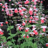Thumbnail #4 of Salvia coccinea by gardengrrl