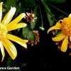 Thumbnail #3 of Euryops pectinatus by Happenstance