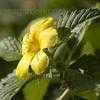 Thumbnail #3 of Turnera ulmifolia by Chamma