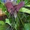 Thumbnail #4 of Tacca chantrieri by IslandJim