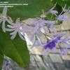 Thumbnail #4 of Petrea volubilis by sa_haiad