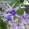 Thumbnail #5 of Petrea volubilis by sa_haiad