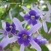 Thumbnail #3 of Petrea volubilis by sa_haiad