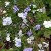 Thumbnail #1 of Brunfelsia pauciflora by Ulrich