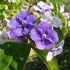 Thumbnail #3 of Brunfelsia pauciflora by Mitjo