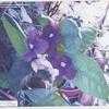 Thumbnail #5 of Brunfelsia pauciflora by giancarlo