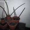 Thumbnail #5 of Sansevieria cylindrica by petealvarez
