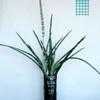 Thumbnail #3 of Sansevieria cylindrica by rfurnback