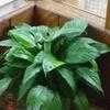 Thumbnail #2 of Spathiphyllum wallisii by BUFFY690