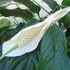 Thumbnail #4 of Spathiphyllum wallisii by Xenomorf