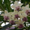 Thumbnail #4 of Gomphocarpus physocarpus by DaylilySLP