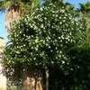 Thumbnail #1 of Murraya paniculata by Floridian