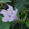 Thumbnail #1 of Datura stramonium by HarryNJ