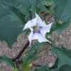 Thumbnail #3 of Datura stramonium by novicegardner75