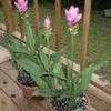 Thumbnail #1 of Curcuma alismatifolia by Sugar_fl