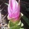 Thumbnail #3 of Curcuma alismatifolia by IslandJim