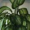 Thumbnail #1 of Dieffenbachia seguine by eloopj