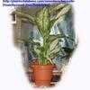 Thumbnail #3 of Dieffenbachia seguine by bayside