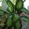 Thumbnail #2 of Dieffenbachia seguine by eloopj