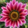 Thumbnail #3 of Gazania rigens by Joy