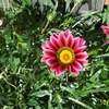 Thumbnail #4 of Gazania rigens by Joy