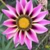 Thumbnail #1 of Gazania rigens by Joy