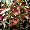 Thumbnail #2 of Phaius tankervilleae by DaylilySLP