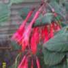 Thumbnail #2 of Fuchsia triphylla by Joy