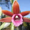 Thumbnail #5 of Phaius tankervilleae by pearl