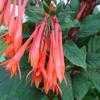 Thumbnail #1 of Fuchsia triphylla by PotEmUp