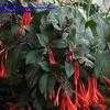 Thumbnail #3 of Fuchsia triphylla by revclaus