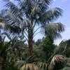 Thumbnail #1 of Howea forsteriana by palmbob