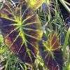 Thumbnail #4 of Colocasia antiquorum by poppysue