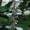 Thumbnail #3 of Salvia divinorum by EricInSF