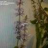 Thumbnail #2 of Salvia divinorum by drdon