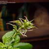 Thumbnail #5 of Salvia divinorum by kbschmida