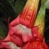 Thumbnail #1 of Brugmansia sanguinea by horticult7