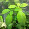Thumbnail #4 of Salvia divinorum by gunitgardener
