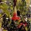 Thumbnail #4 of Brugmansia sanguinea by IslandJim