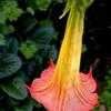 Thumbnail #5 of Brugmansia sanguinea by Happenstance