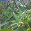 Thumbnail #2 of Mangifera indica by IslandJim