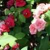 Thumbnail #3 of Impatiens walleriana by moscheuto