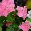 Thumbnail #1 of Impatiens walleriana by Bug_Girl