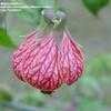 Thumbnail #2 of Abutilon  by Monocromatico