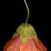 Thumbnail #3 of Abutilon  by vince