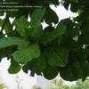 Thumbnail #4 of Ficus lyrata by Monocromatico