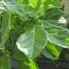 Thumbnail #2 of Ficus lyrata by Monocromatico