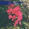 Thumbnail #2 of Bougainvillea  by IslandJim